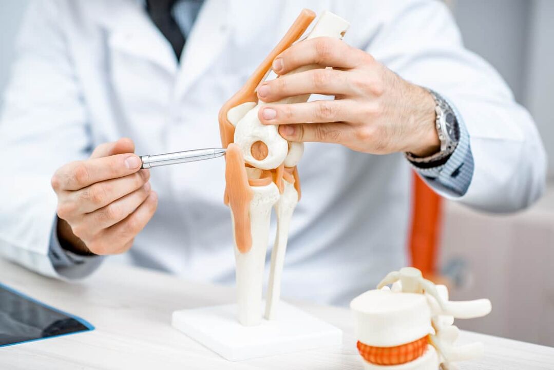 The model of the knee joint allows to evaluate its structure